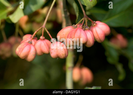 Europäische Spindel-Baum (Euonymus Europaea, Euonymus Europaeus), unreife Früchte, Deutschland Stockfoto