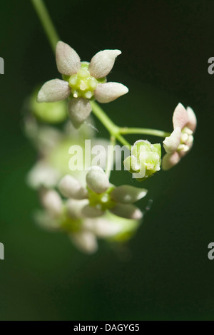 Breitblättrigen Spindel Baum (Euonymus Latifolia), Blumen Stockfoto