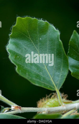 Rotbuche (Fagus Sylvatica), Zweig mit Cupule und Blättern, Deutschland Stockfoto