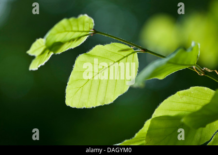 Rotbuche (Fagus Sylvatica), verlässt bei Gegenlicht, Deutschland Stockfoto