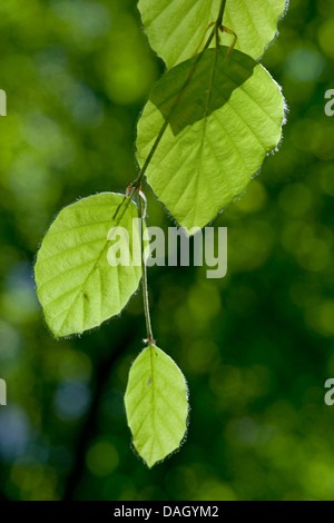 Rotbuche (Fagus Sylvatica), verlässt bei Gegenlicht, Deutschland Stockfoto