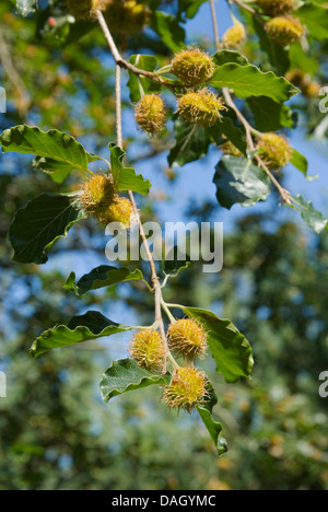 Rotbuche (Fagus Sylvatica), Zweig mit Cupules und Blättern, Deutschland Stockfoto