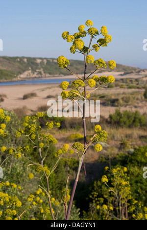 Afrikanische Ammoniacum (Ferula Communis), blühen Stockfoto