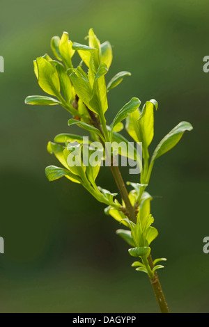 Gemeinsamen Forsythien (Forsythia x intermedia, Forsythia Intermedia), Blatt-Shooting Stockfoto