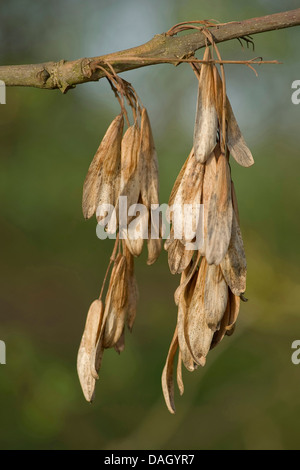 gemeine Esche, europäischer Esche (Fraxinus Excelsior), Reife Früchte auf einem Ast, Deutschland Stockfoto