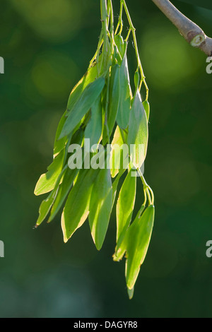 gemeine Esche, europäischer Esche (Fraxinus Excelsior), unreife Früchte an einem Zweig, Deutschland Stockfoto