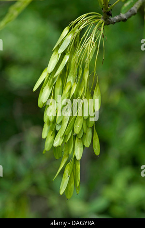 gemeine Esche, europäischer Esche (Fraxinus Excelsior), unreife Früchte an einem Zweig, Deutschland Stockfoto