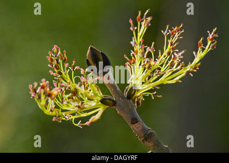 gemeine Esche, europäischer Esche (Fraxinus Excelsior), weiblichen Blütenstände, Deutschland Stockfoto