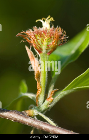 Rotbuche (Fagus Sylvatica), weiblicher Blütenstand, Deutschland Stockfoto