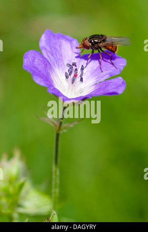 Holz-Storchschnabel (Geranium Sylvaticum), mit Scorpionfly, Schweiz Stockfoto