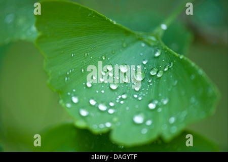 tausend-Baum, Ginkgo-Baum, Ginkgo Baum, Ginko (Ginkgo Biloba), Wassertropfen auf Blatt Stockfoto