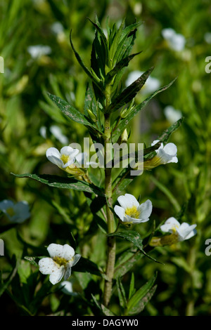 Hedge Ysop (Gratiola Officinalis), blühen, Deutschland, BG MZ Stockfoto