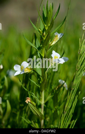 Hedge Ysop (Gratiola Officinalis), blühen, Deutschland Stockfoto