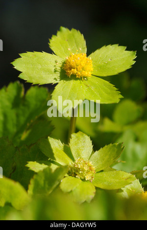 Zwerg Sterndolde (Hacquetia Epipactis), blühen, Österreich Stockfoto