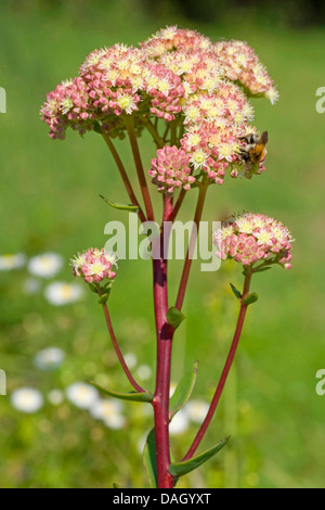 Indigen, Livelong, Frogs-Magen, Pochen Johnny Leben ewig, Live-forever, Mittsommer-Männer, Waise John Hexe Geldsäcke (Hylotelephium Telephium, Sedum Telephium), blühen, Deutschland Stockfoto