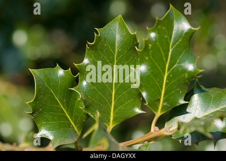 gemeinsamen Holly, englische Stechpalme (Ilex Aquifolium), Blätter, Deutschland Stockfoto