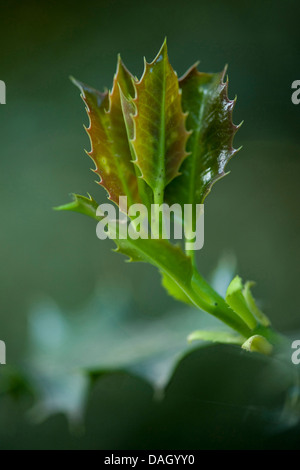 gemeinsamen Holly, englische Stechpalme (Ilex Aquifolium), Blatt schießen, Deutschland Stockfoto