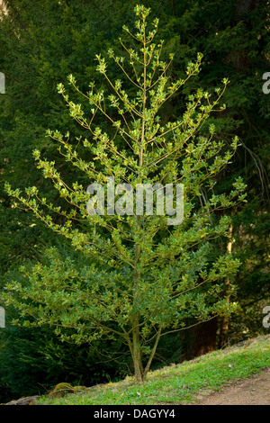 gemeinsamen Holly, englische Stechpalme (Ilex Aquifolium), Gewohnheit, Deutschland Stockfoto