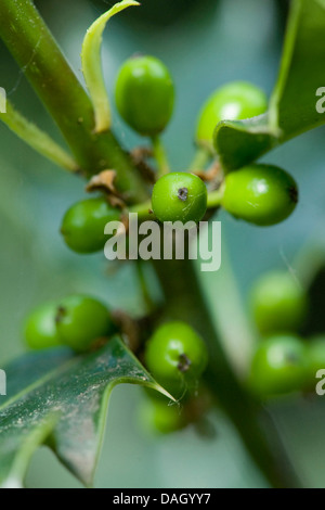 gemeinsamen Holly, englische Stechpalme (Ilex Aquifolium), unreife Früchte am Zweig, Deutschland Stockfoto