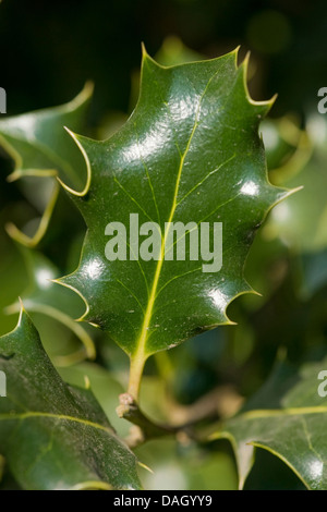 gemeinsamen Holly, englische Stechpalme (Ilex Aquifolium), dentate Blatt, Deutschland Stockfoto