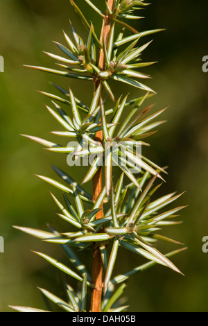 Gemeine Wacholder, Boden Wacholder (Juniperus Communis), Zweig mit Blättern, Deutschland Stockfoto