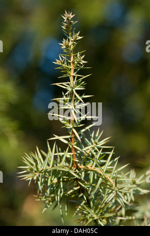 Gemeine Wacholder, Boden Wacholder (Juniperus Communis), Zweig mit Blättern, Deutschland Stockfoto