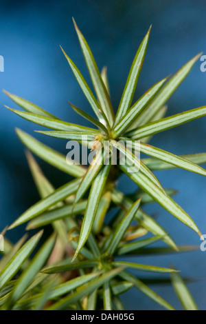 Gemeine Wacholder, Boden Wacholder (Juniperus Communis), Zweig mit Blättern, Deutschland Stockfoto