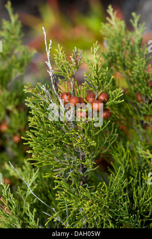 Phönizischer Wacholder (Juniperus Phoenicea), Zweig mit reifen Samen Stockfoto