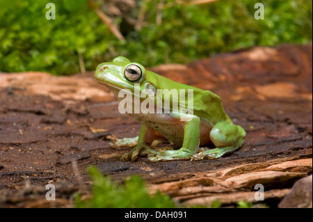 Green Tree Frog Whites Treefrog, Whites Laubfrosch (Hyla Caerulea, Litoria Caerulea, Pelodryas Caerulea), auf einem Stein Stockfoto