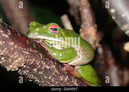 Weißlippen-Laubfrosch (Litoria Infrafrenata), auf einem Ast Stockfoto