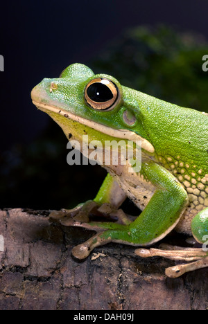 Weißlippen-Laubfrosch (Litoria Infrafrenata), portrait Stockfoto