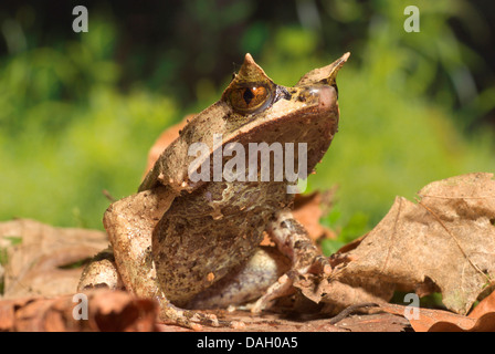 Malaiische gehörnten Frosch, asiatisch gehörnten Frosch, asiatische katzenähnliche Kröte Javan gehörnten Frosch (Megophrys Montana), auf braune Blätter Stockfoto