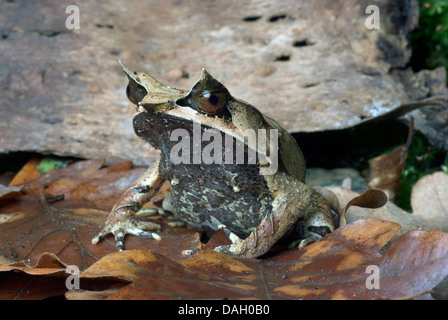 Langnasen-gehörnten Frosch, malaiische gehörnten Frosch, malaiische Blatt Frosch (Megophrys Nasuta), auf Blätter im Herbst Stockfoto