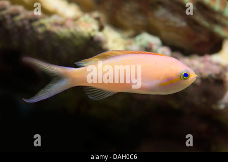 Threadfin Anthias (Nemanthias Carberryi), Schwimmen Stockfoto