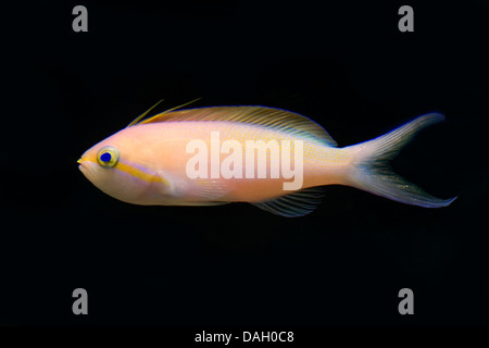 Threadfin Anthias (Nemanthias Carberryi), Schwimmen Stockfoto