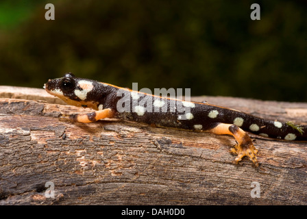 Kaiser Spotted Newt (Neurergus Kaiseri), auf einem Ast Stockfoto