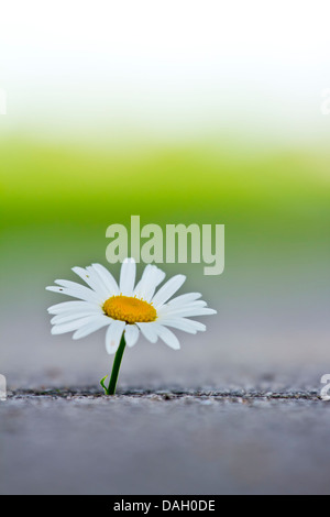 Einzelne Daisy Blume im Beton. Stockfoto