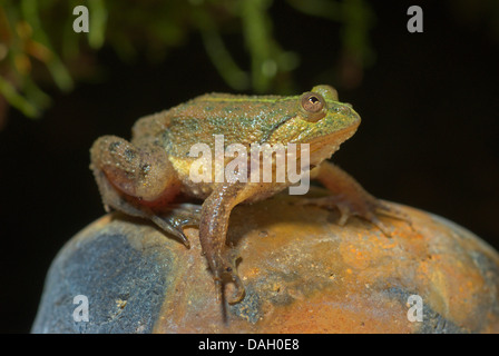 Grüne Pfütze-Frosch, Indonesisch schwebenden Frosch (Occidozyga Lima), auf einem Stein Stockfoto