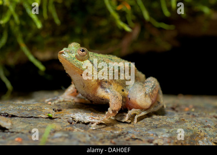 Grüne Pfütze-Frosch, Indonesisch schwebenden Frosch (Occidozyga Lima), auf einem Stein Stockfoto