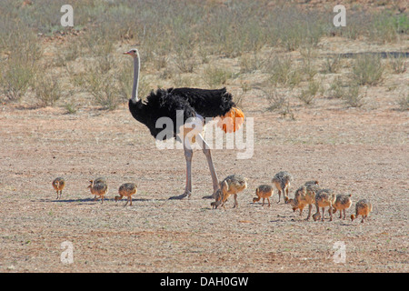 Strauß (Struthio Camelus), Männlich, Wandern in der Savanne mit viele Hühner, Südafrika Kgalagadi Transfrontier National Park Stockfoto