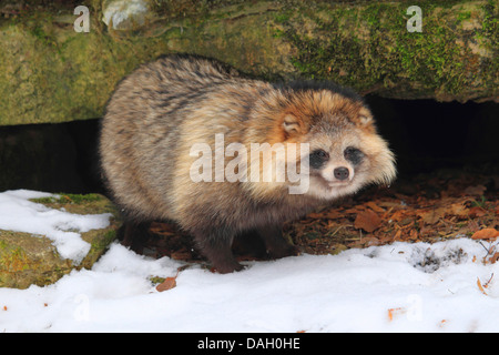 Marderhund (Nyctereutes Procyonoides), stehend auf einer Felsspalte im Schnee, Deutschland Stockfoto