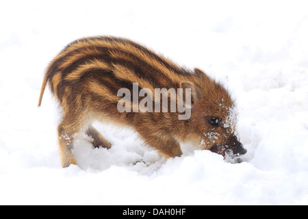 Wildschwein, Schwein, Wildschwein (Sus Scrofa), Ferkel Graben im Schnee, Deutschland Stockfoto