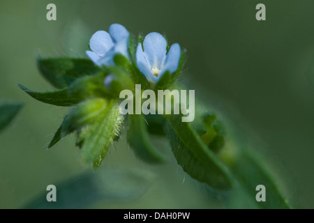 Bur-Vergissmeinnicht, borstigen mithilfe (Lappula Squarrosa), Blütenstand, Deutschland Stockfoto