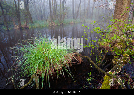 getuftete Segge, getuftet-Segge, Grasbüschel Segge (Carex Elata), getuftet Segge Asche-Erlenholz mit blühenden Segge im zeitigen Frühjahr, Belgien Stockfoto