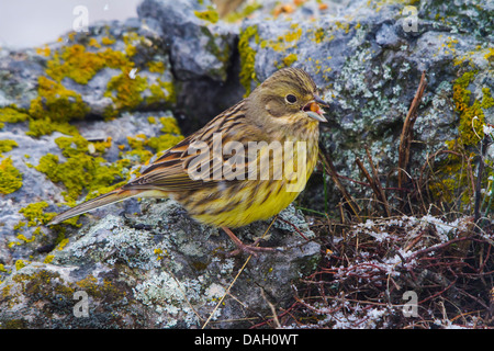 Goldammer (Emberiza Citrinella), sitzt auf einem Felsen mit Futter im Schnabel, der Schweiz, Sankt Gallen, Rheineck Stockfoto