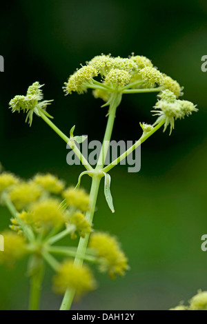 Garten Liebstöckel, Blase Samen (Levisticum Officinale), blühen Stockfoto