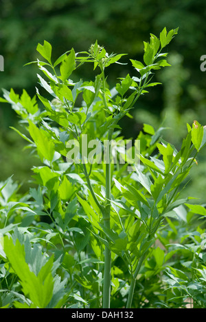 Garten Liebstöckel, Blase Samen (Levisticum Officinale), in der Knospe Stockfoto