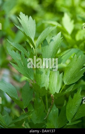 Garten Liebstöckel, Blase Samen (Levisticum Officinale), Blätter Stockfoto