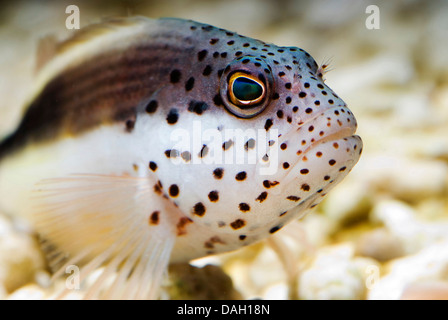 Forsters Hawkfish, Blackside Hawkfish (Paracirrhites Forsteri), Porträt, sommersprossiges hawkfish Stockfoto