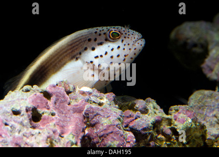 Forsters Hawkfish, Blackside Hawkfish (Paracirrhites Forsteri), Porträt, sommersprossiges hawkfish Stockfoto